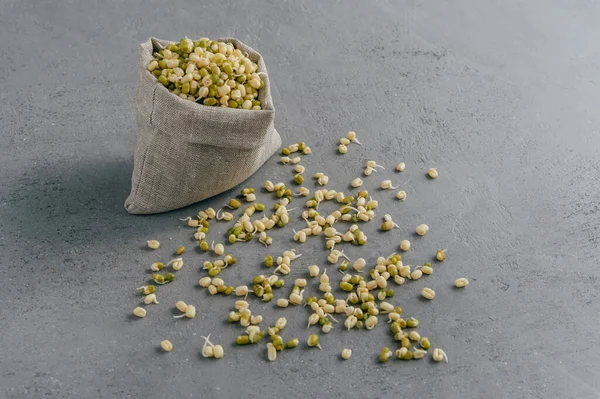Fresh Sprouted Mung Beans Canvas Sack Spread Grey Surface Green — Stock Photo, Image