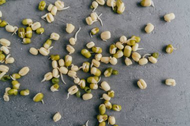 Filizlenmiş mung fasulye gri dokulu arka plan üzerinde izole. Yeşil soya fasulyesi filizi. Sağlıklı ve sağlıklı beslenme diyeti kavramı. Organik gram.