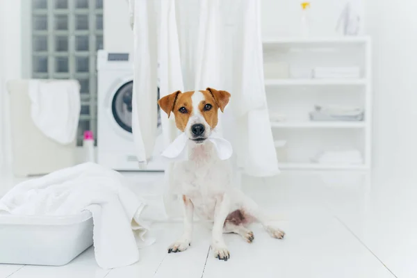 Stock image White and brown dog bites washed linen hanging on clothes dryer, sits on floor in laundry room near basin full of towels. Home and washing.