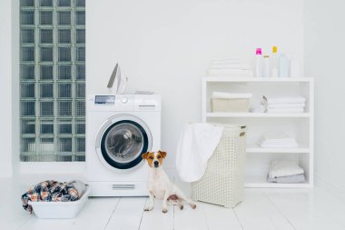 Soylu köpek çamaşır odasında çamaşır makinesi ve kirli çamaşırlarla poz veriyor. İç mekan iç mekan. Beyaz duvar. Temiz çarşaf ütülemek için demir