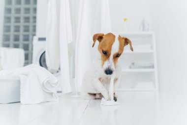 Çamaşırlarla oynanmış edepsiz köpek oyunları, çamaşır odasında çamaşır atının yanında poz vermek. Hayvanlar ve çamaşır konsepti