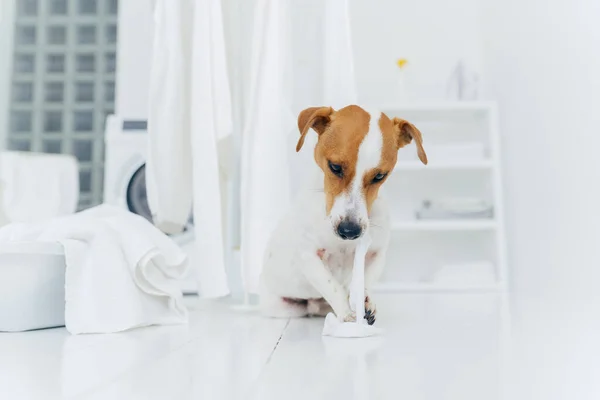 stock image Shot of naughty dog plays with washed linen, poses on floor near clothes horse, being in laundry room. Animals and washing concept