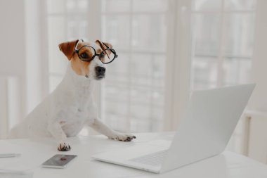 Photo of busy pedigree dog wears big round spectacles, busy working at laptop computer, sits in front of screen, surrounded with modern gadgets, poses in coworking space. Animals, technology clipart