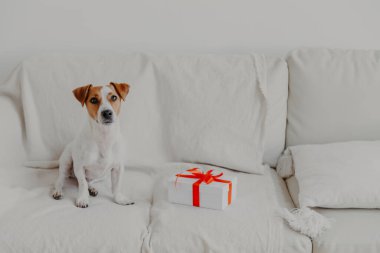 Jack Russell Terrier köpeği hediye kutusunun yanındaki beyaz yumuşak koltukta oturuyor. Modern apartmanın yerel atmosferinde soylu bir köpek. Beyaz renk galip gelir. Yatay çekim