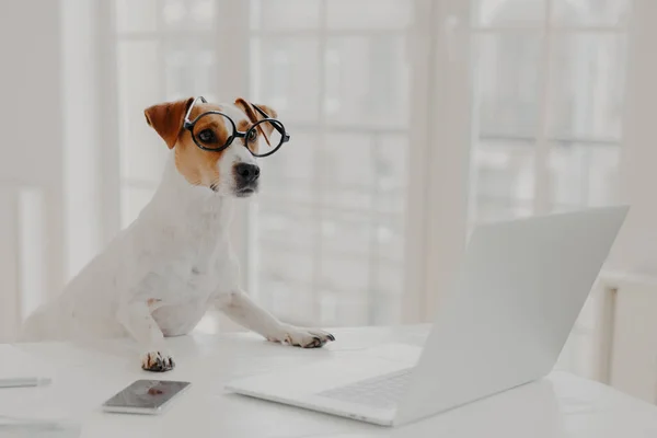 Photo of busy pedigree dog wears big round spectacles, busy working at laptop computer, sits in front of screen, surrounded with modern gadgets, poses in coworking space. Animals, technology
