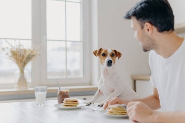 Genç adam kameraya arkasını döner, soylu köpeğe dikkatle bakar, birlikte öğle yemeği yer, mutfak masasında lezzetli krepler yer, çatal kullanır, geniş pencereli ışık odasında poz verir.