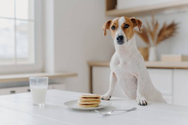 Jack Russell Terrier iki patisini de krep ve bir bardak sütle masada tutuyor. Mutfak arka planında poz veriyor. Lezzetli yemek. Modern dairede soylu bir köpek