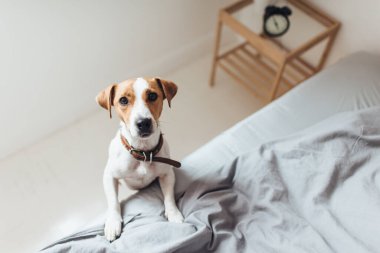 Büyüleyici Jack Russell Terrier 'ın yatakta eğilip kameraya ilgiyle bakması.. 