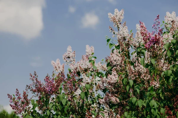 stock image Spring and blossom concept. Beautiful purple lilac in garden against blue sky with clouds. Branch of blossoming lilac. Floral pattern. Flowering time.