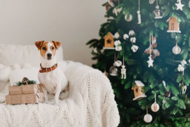 Boynunda tasma olan köpek resmi, hediye kutularının yanında rahat bir koltukta poz veriyor, yeşil süslenmiş yeni yıl ağacı.