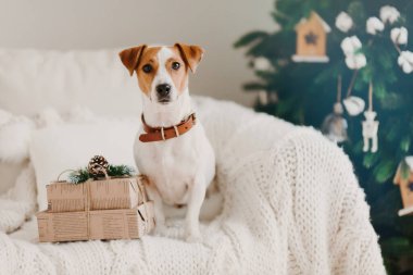 Jack Russell 'ın resmi oturma odasındaki kanepede oturuyor. İki hediye kutusunun yanında. Kış tatilini bekliyor. Sıcak atmosfer