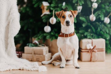 Şecereli köpek tasviri, süslü Firtree ve Noel hediyelerinin yanında, evde olmanın şenlikli havasında duruyor. Hayvanlar ve kış zamanı konsepti
