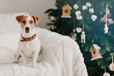 Kapalı alanda çekilen köpek yavrusu tasması takıyor, beyaz ekoseli rahat koltukta poz veriyor, evde olmak, şenlikli atmosferin tadını çıkarıyor. Mutlu yıllar konsepti