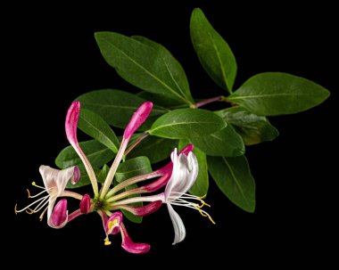 Hanımeli çiçekleri, Lat. Lonicera periclymenum Serotina, siyah arka planda izole edilmiş.