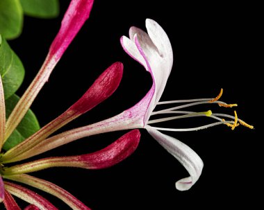 Flowers of honeysuckle, lat. Lonicera periclymenum Serotina, isolated on black background clipart
