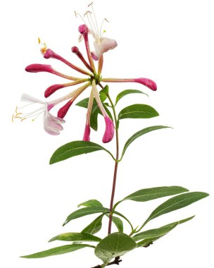 Hanımeli çiçekleri, Lat. Lonicera periclymenum Serotina, beyaz arka planda izole edilmiş.