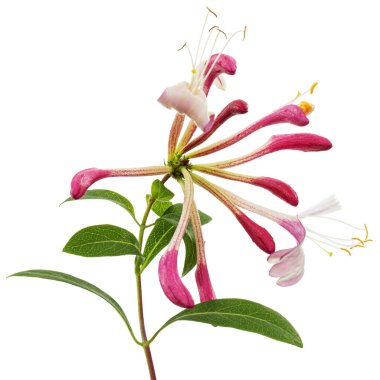 Hanımeli çiçekleri, Lat. Lonicera periclymenum Serotina, beyaz arka planda izole edilmiş.