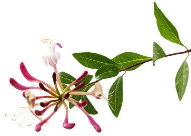 Hanımeli çiçekleri, Lat. Lonicera periclymenum Serotina, beyaz arka planda izole edilmiş.