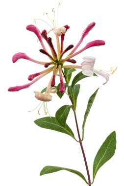 Hanımeli çiçekleri, Lat. Lonicera periclymenum Serotina, beyaz arka planda izole edilmiş.