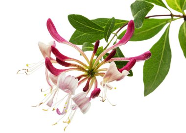 Hanımeli çiçekleri, Lat. Lonicera periclymenum Serotina, beyaz arka planda izole edilmiş.