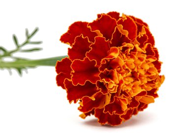 Kadife çiçekleri (lat. Etiketler), beyaz arkaplanda izole