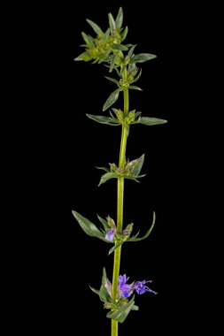 Hyssop 'un mor çiçeği (lat. Hyssopus), siyah arkaplanda izole edilmiş