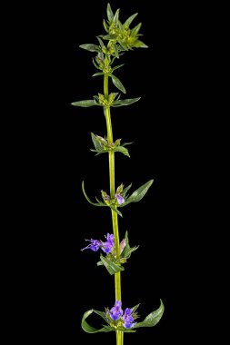 Hyssop 'un mor çiçeği (lat. Hyssopus), siyah arkaplanda izole edilmiş