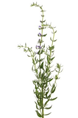 Hyssop 'un mor çiçeği (lat. Hyssopus), beyaz arkaplanda izole