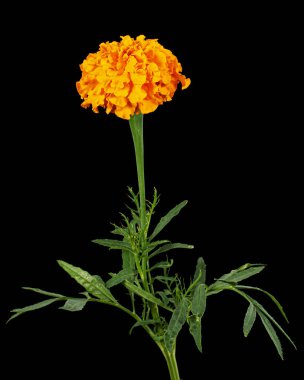 Kadife çiçeği (lat. Etiketler), siyah arkaplanda izole