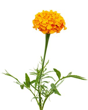 Kadife çiçeği (lat. Etiketler), beyaz arkaplanda izole