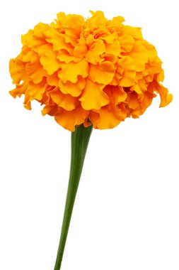 Kadife çiçeği (lat. Etiketler), beyaz arkaplanda izole