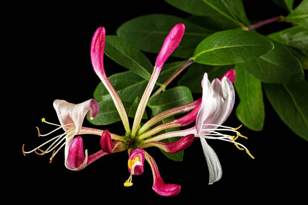 Kwiaty Wiciokrzewu Lonicera Periclymenum Serotina Izolowana Czarnym Tle — Zdjęcie stockowe
