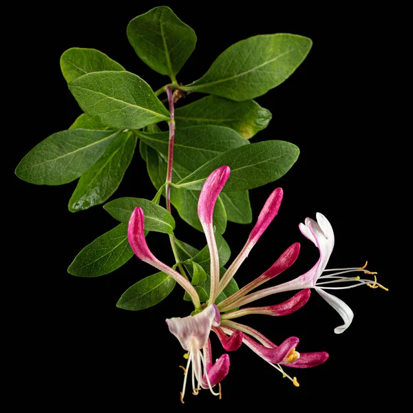 Kwiaty Wiciokrzewu Lonicera Periclymenum Serotina Izolowana Czarnym Tle — Zdjęcie stockowe