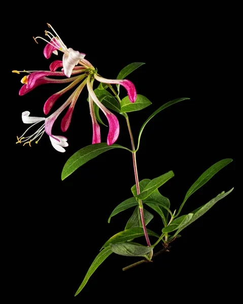 stock image Flowers of honeysuckle, lat. Lonicera periclymenum Serotina, isolated on black background