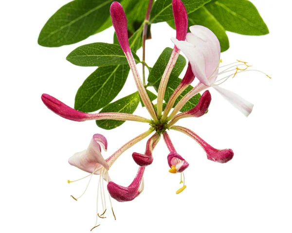 Květiny Zimolezu Lat Lonicera Periclymenum Serotina Izolované Bílém Pozadí — Stock fotografie