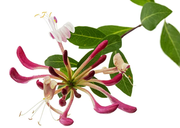 Blüten Von Geißblatt Lat Lonicera Periclymenum Serotina Isoliert Auf Weißem — Stockfoto