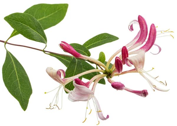 Květiny Zimolezu Lat Lonicera Periclymenum Serotina Izolované Bílém Pozadí — Stock fotografie