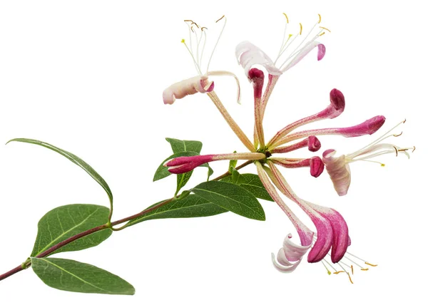 stock image Flowers of honeysuckle, lat. Lonicera periclymenum Serotina, isolated on white background