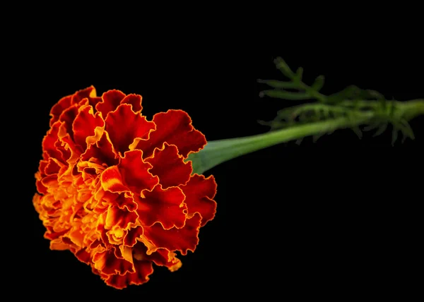 Marigold Flowers Lat Tagetes Isolated Black Background — Stock Photo, Image