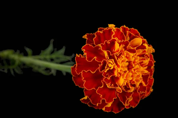 Marigold Flowers Lat Tagetes Isolated Black Background — Stock Photo, Image