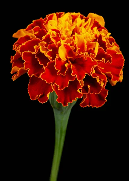 Bunga Marigold Lat Tagetes Terisolasi Pada Latar Belakang Hitam — Stok Foto