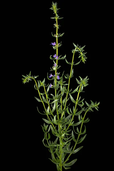 紫苏花 Lat Hyssopus 在黑色背景上被隔离 — 图库照片