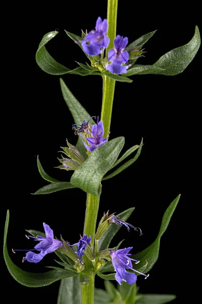 Fiore Viola Issopo Lat Hyssopus Isolata Sfondo Nero — Foto Stock
