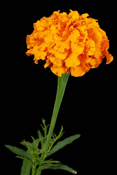 Orangenblüte Der Ringelblume Lat Tagetes Isoliert Auf Schwarzem Hintergrund — Stockfoto