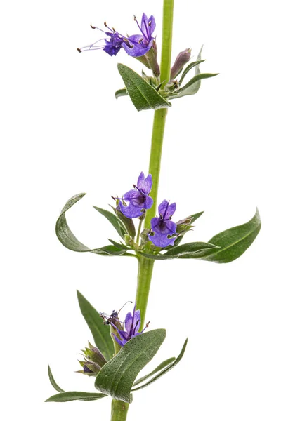 紫苏花 Lat Hyssopus 在白色背景下被隔离 — 图库照片