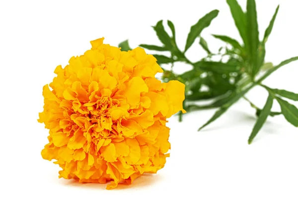 stock image Orange flower of marigold (lat. Tagetes), isolated on white background