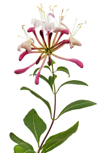 Květiny Zimolezu Lat Lonicera Periclymenum Serotina Izolované Bílém Pozadí Royalty Free Stock Fotografie
