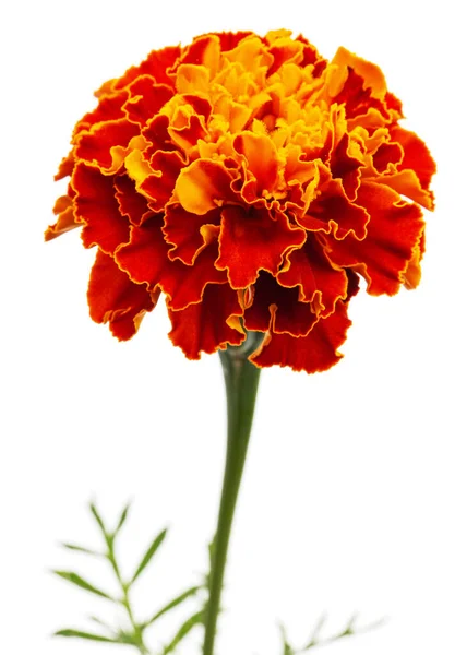 Bunga Marigold Lat Tagetes Terisolasi Pada Latar Belakang Putih Stok Gambar