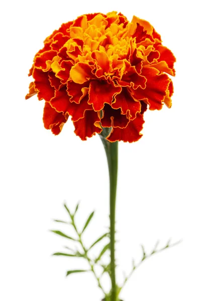Marigold Flowers Lat Tagety Izolované Bílém Pozadí Stock Fotografie