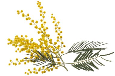 Sprig of flowering mimosa, isolated on white background 